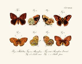 Butterflies 1783-1806