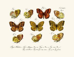 Butterflies 1783-1806