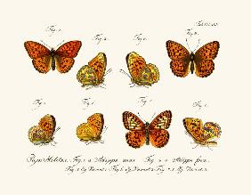 Butterflies 1783-1806