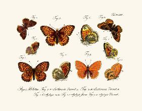 Butterflies 1783-1806