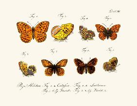 Butterflies 1783-1806