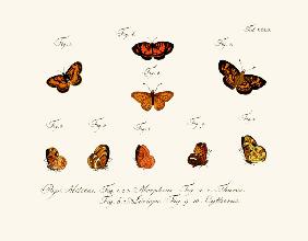 Butterflies 1783-1806