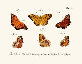 Butterflies 1783-1806