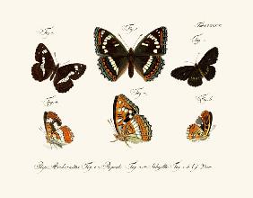 Butterflies 1783-1806