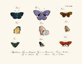 Butterflies 1783-1806