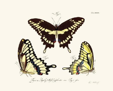 Butterflies 1783-1806