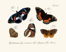 Butterflies 1783-1806