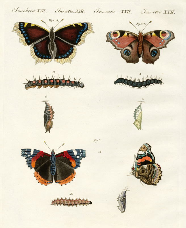 Butterflies - birds of day von German School, (19th century)