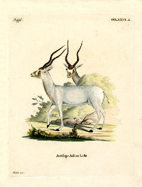 Addax Antelope