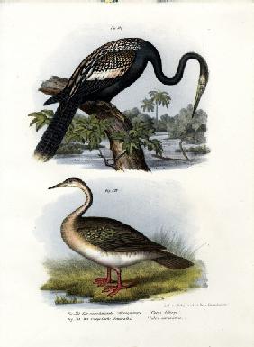 Anhinga 1864