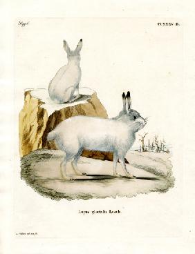 Arctic Hare