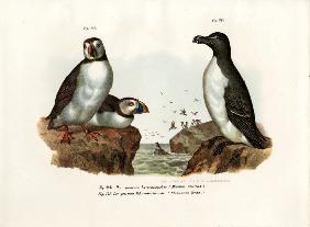 Artic Puffin 1864