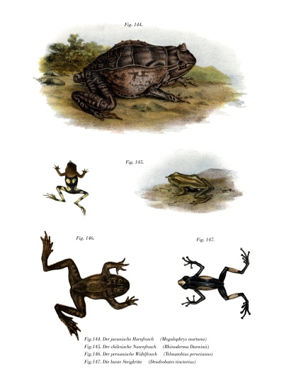 Asian Horned Frog von German School, (19th century)