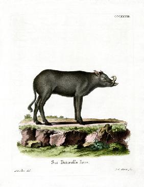 Babirusa