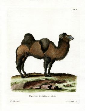 Bactrian Camel