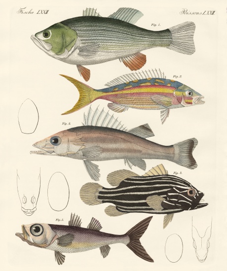 Beautiful fish von German School, (19th century)