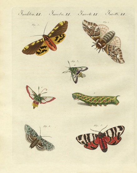 Beautiful German night butterflies von German School, (19th century)