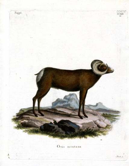 Bighorn Sheep von German School, (19th century)