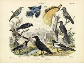 Birds, c.1860