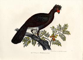 Black Curassow 1864