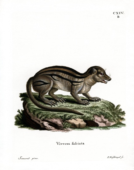 Broad-striped Malagasy Mongoose von German School, (19th century)