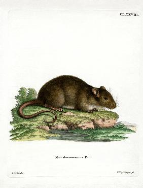 Brown Rat