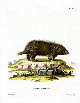 Canadian Porcupine