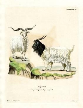 Cashmere Goat