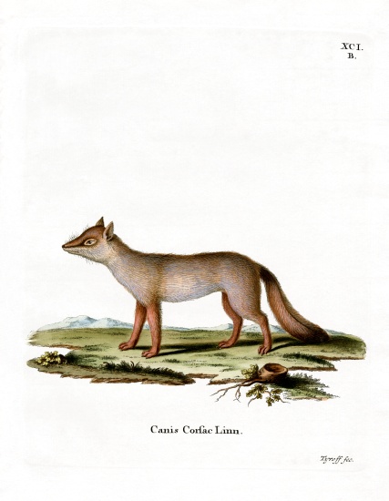 Corsac Fox von German School, (19th century)