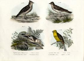 Crested Lark 1864