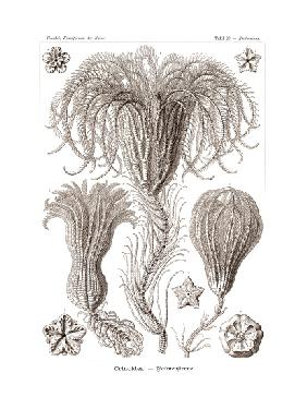 Crinoidea 1899-1904