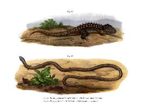 Crocodile Skink