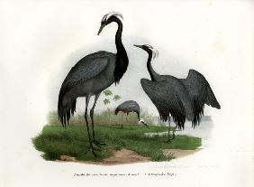 Demoiselle Crane 1864