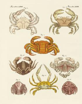 Different kinds of crabs