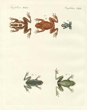 Different kinds of foreign tree frogs