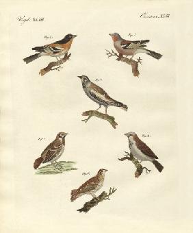 Different kinds of larks