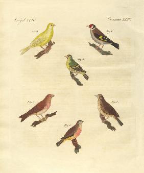 Different kinds of larks