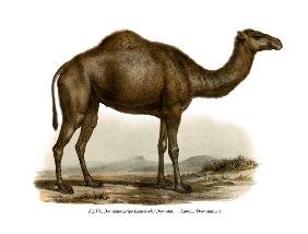 Dromedary 1860