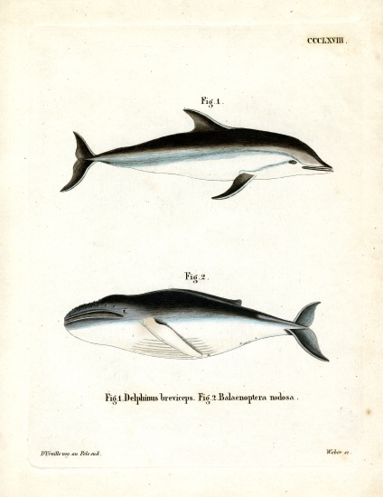 Dusky Dolphin von German School, (19th century)