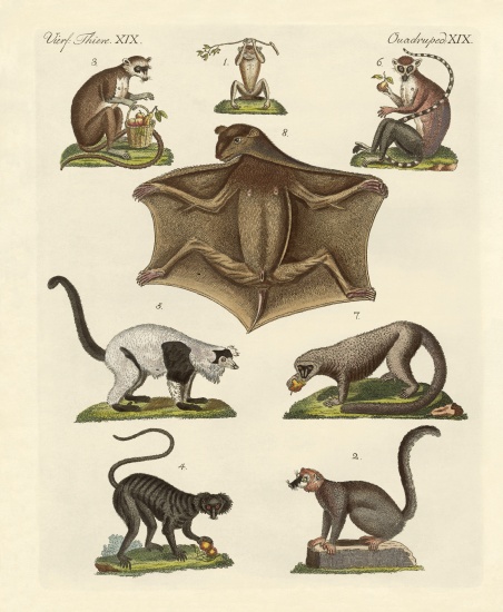 Eight kinds of lemurs von German School, (19th century)