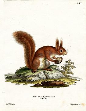 Eurasian Red Squirrel