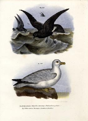 European Storm-Petrel 1864