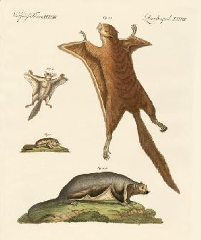 Flying squirrels