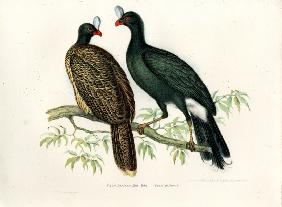 Galeated Curassow 1864