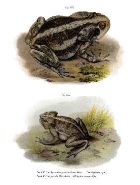 Giant Toad