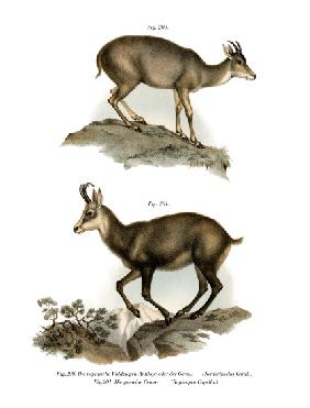 Gray Goral 1860