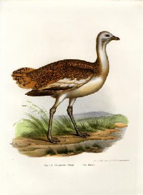 Great Bustard 1864