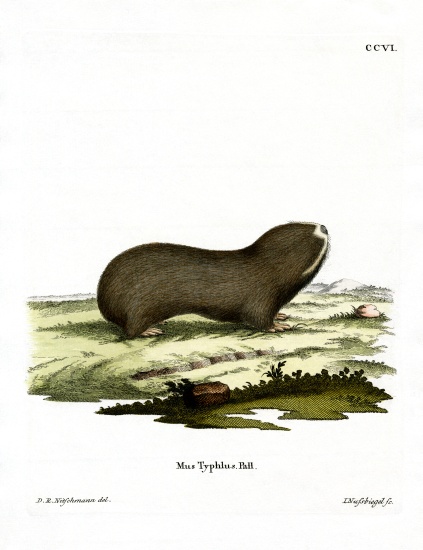 Greater Mole Rat von German School, (19th century)