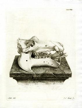 Hippo Skull