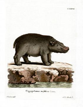 Hippopotamus